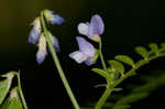 Louisiana vetch